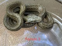 IMG_1751.jpg