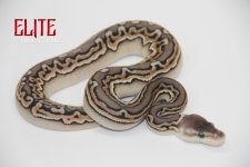 PewterPuzzleF514222-75g.jpg