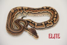 CinnamonPuzzleM514223-85g.jpg