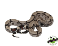 Guyana-red-tail-boa-for-sale_960x.png