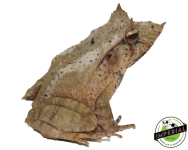 leaf-frog-for-sale_960x.png