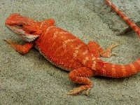 Hypo Het Trans Female #A-R, 12in, $350 - Copy.jpg