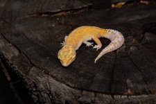 IMG_7207.jpg