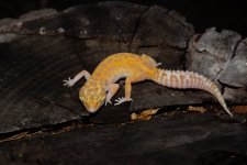 IMG_7203.jpg