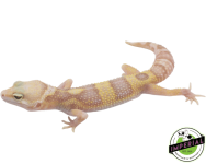 mack-snow-albino-eclipse-leopard-gecko-for-sale_960x.png