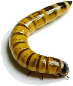 WORM.jpg