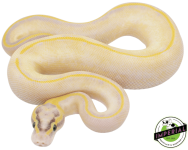 pastel-enchi-ivory-ball-python-for-sale_960x.png