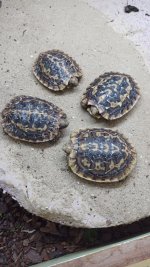 4 female headstarted juvies.jpg