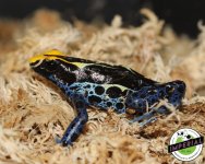 cobalt-blue-dart-frog-for-sale.jpg