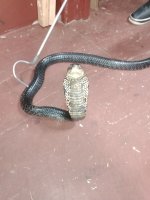 IMG_20211027_183455521.jpg