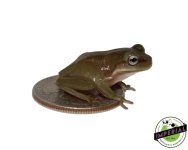 whites-tree-frog-baby-for-sale.jpg