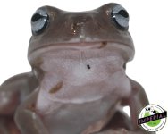 blue-whites-tree-frog-for-sale_84861f9f-18b6-4bea-8da6-73af76473c2e.jpg