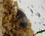 pied-scaber-isopods-for-sale.jpg