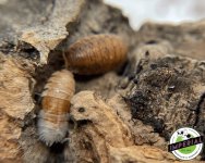 lemon-scaber-isopod-for-sale.jpg