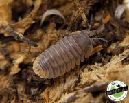 red-tiger-isopods-for-sale.jpg