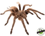 curly-hair-tarantula.jpg