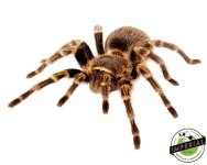 stripe-knee-tarantula.jpg
