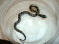 Splendida 1 male CBB2021 Dona Ana Co., NM .JPG