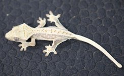 MacxAuroralillywhitemale3.27.3.jpg