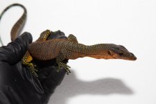 IMG_6544.jpg