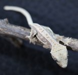 MacxAuroraLillywhitemale3.27.jpg