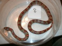 leonis female older breeder 3 ft Pic 2.JPG