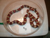 leonis male #3 older breeder Pic 2.JPG