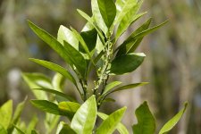 satsuma_pre_blooms_01.jpg