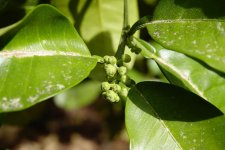 pumelo_pre_blooms_01.jpg