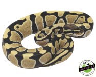desert-ghost-ball-pythons-for-sale.jpg
