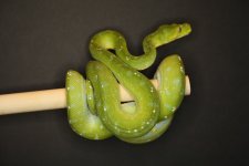 IMGL2361--ARU M.jpg