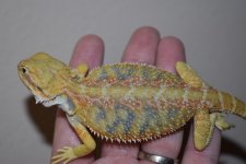 Citrus Tiger Hypo Male 27.jpg