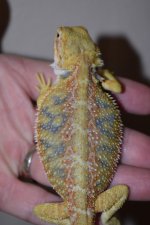 Citrus Tiger Hypo Male 27..jpg