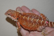 Red Female 21.jpg