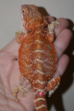 Red Female 21..jpg