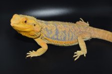 Citrus Tiger Female 1.jpg