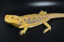 Citrus Tiger Female leather 3.jpg
