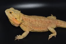 Red Citrus Trans Female 4.jpg