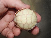 DSCN7426.jpg