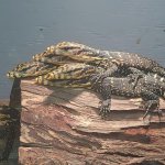 thumbnail (3).jpeg