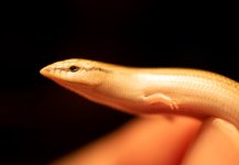csepsoides4.jpg