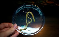 csepsoides2.jpg