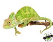 veiled-chameleon-for-sale.jpg