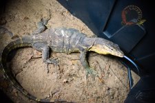 varanussalvatormacromaculatus_het2.jpg
