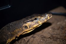 varanussalvatormacromaculatus_het3.jpg