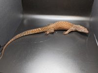 Red Ackie1_050222.jpg