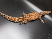 Red Ackie1_050222_1.jpg