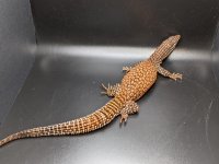 Red Ackie1_050222_2.jpg