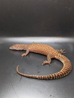 Red Ackie2_050222.jpg