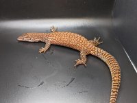 Red Ackie2_050222_1.jpg